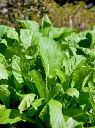 Mustard Greens